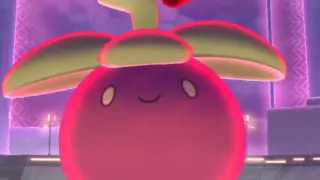 ダイマックスアマカジ対策