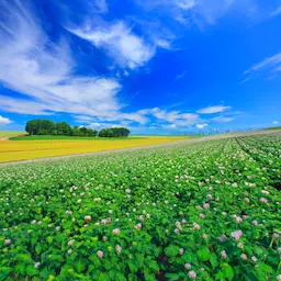 北海道ロケーション背景