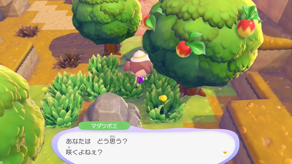 マダツボミの生息地